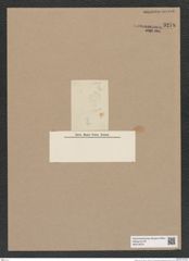 Melosira sp. (de-Toni-Nr.: Genus 213) Zeichnungen Sammlung Grunow Nr. 9278 (NHMW-BOT-W0379076)